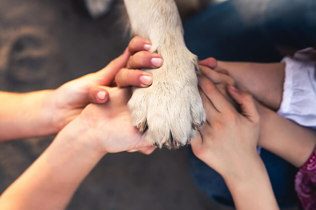 Dog and kids - My Rescue Rituals