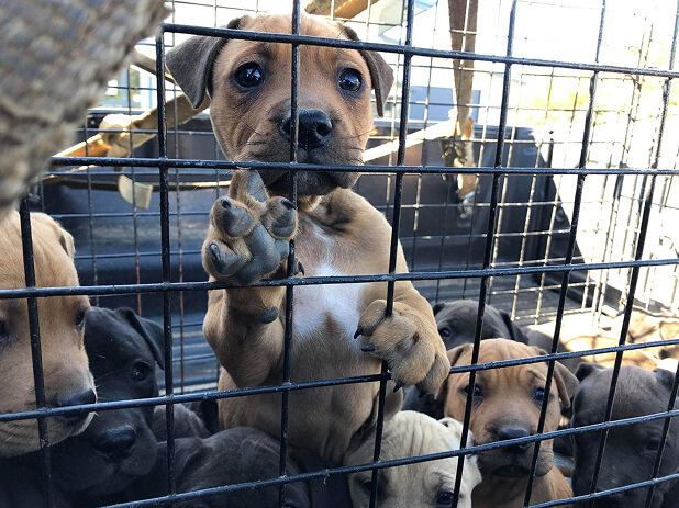 Dog image - My Rescue Rituals