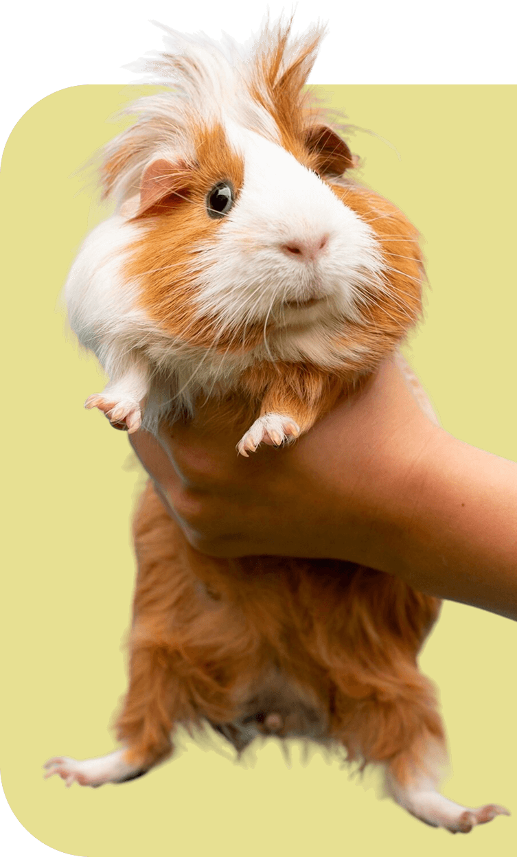 Dog image - My Rescue Rituals