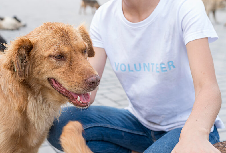 Foster Shortage image - My Rescue Rituals