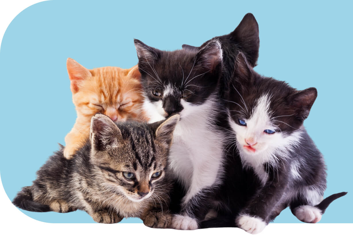 Group Cats image - My Rescue Rituals