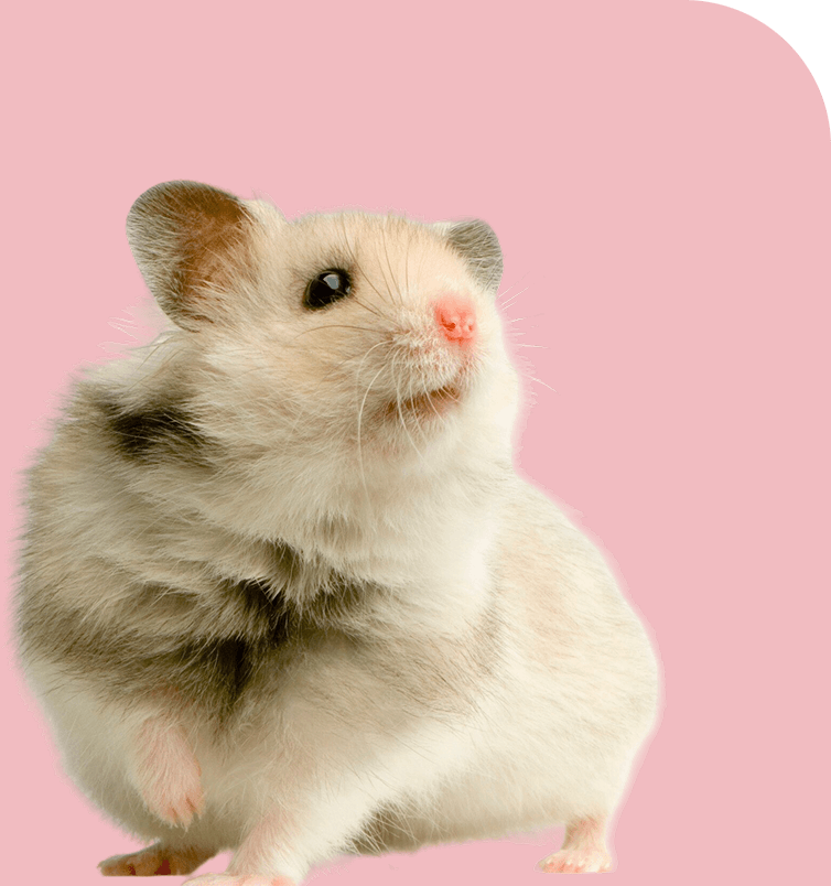 Mouse image - My Rescue Rituals