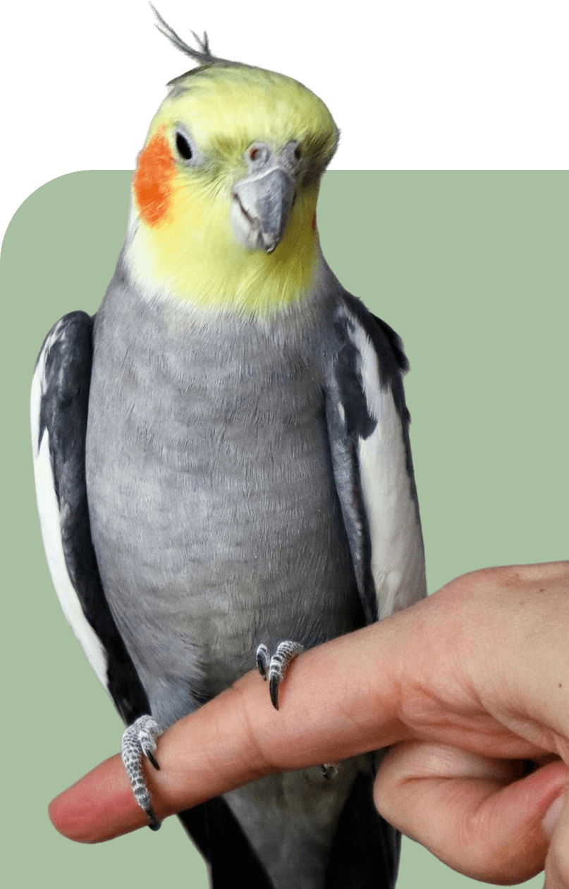 Parot image - My Rescue Rituals