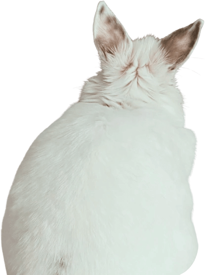 Setting cat - My Rescue Rituals