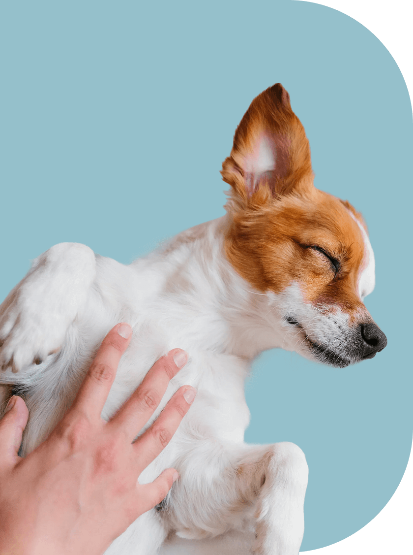 Sleeping dog - My Rescue Rituals