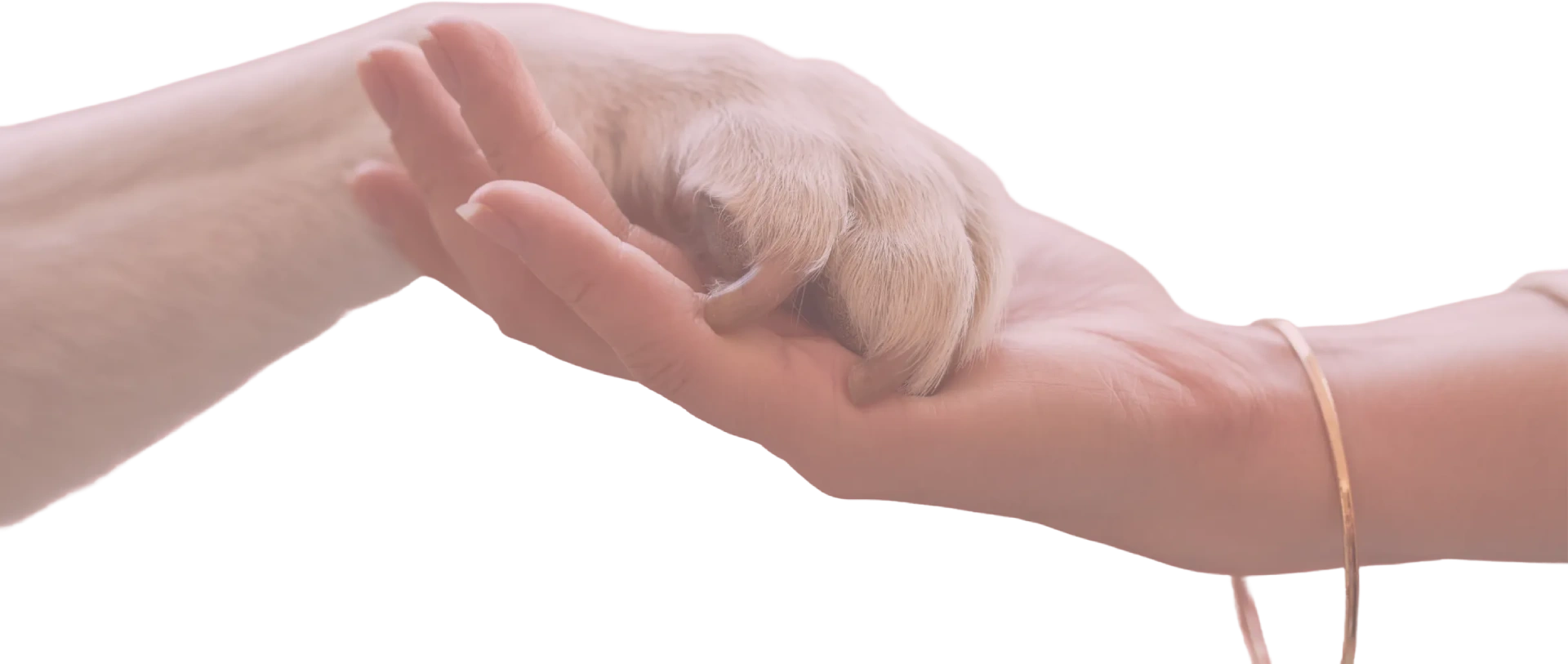 Dog and human connection