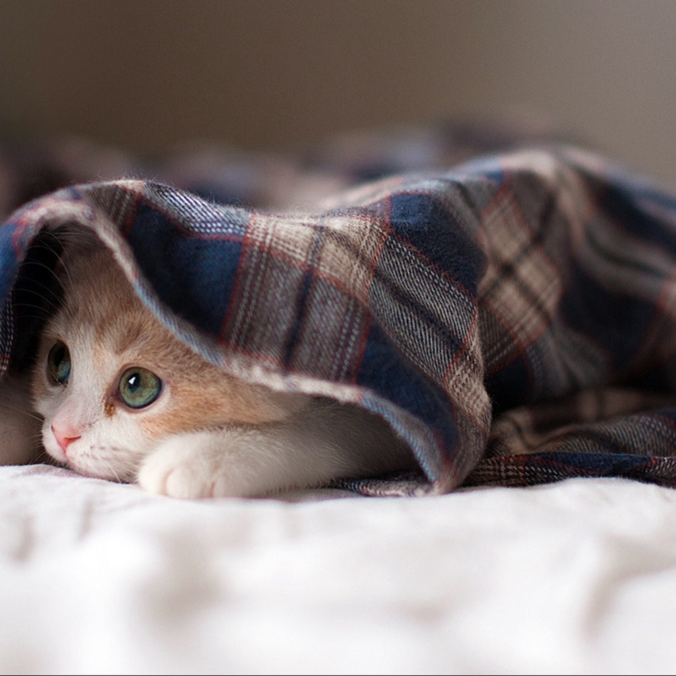 Shy or fearful animal